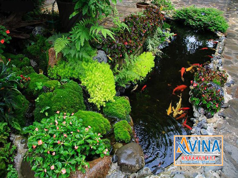 Hệ thống lọc hồ cá koi mini